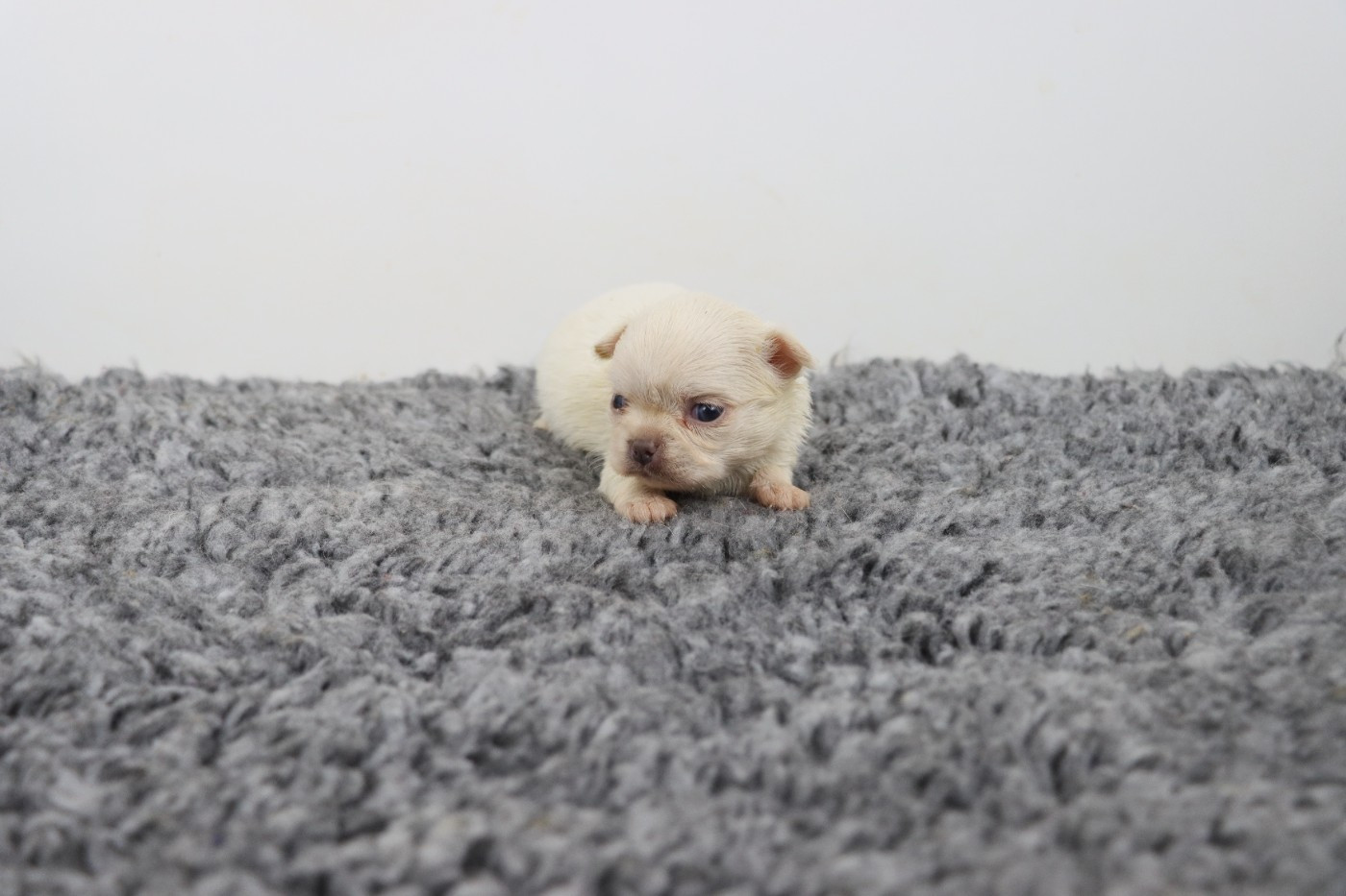 de la grande equinoxe - Chiots disponibles - Chihuahua