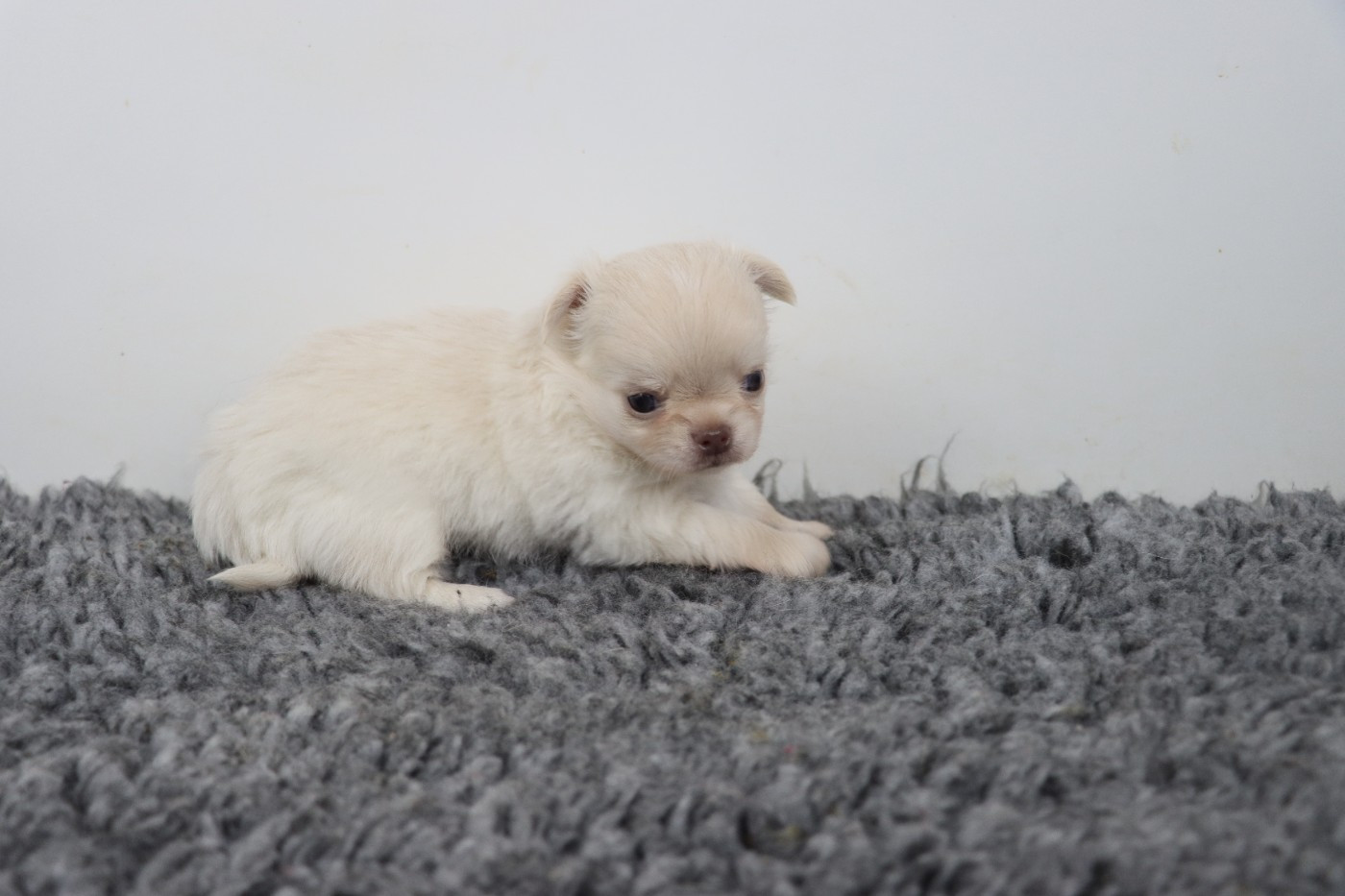 de la grande equinoxe - Chiots disponibles - Chihuahua