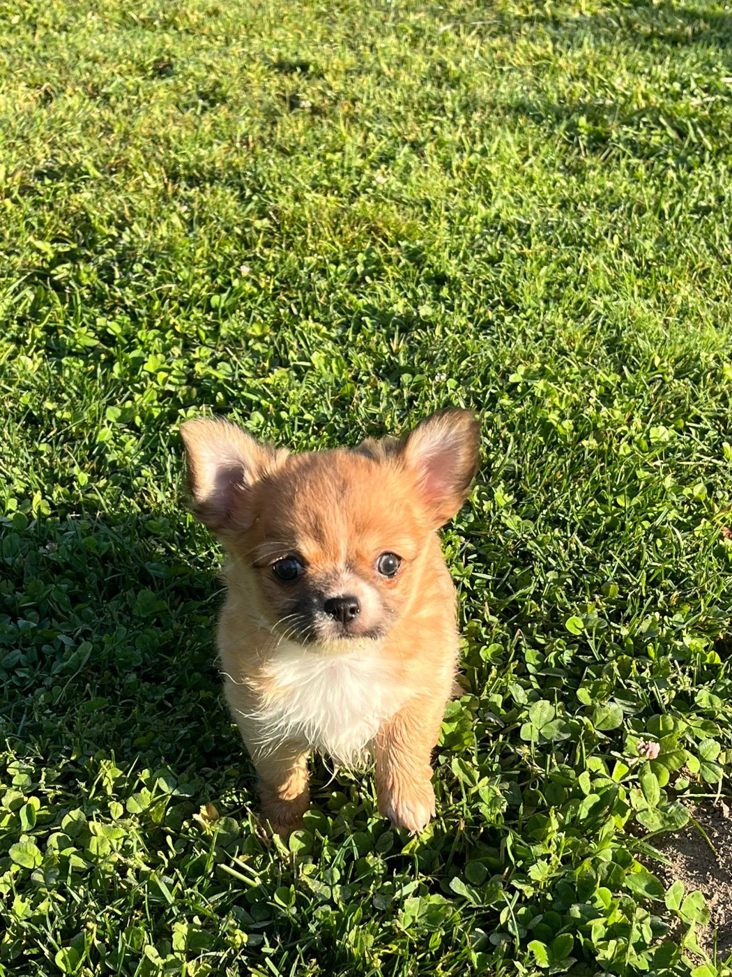 de la grande equinoxe - Chiots disponibles - Chihuahua