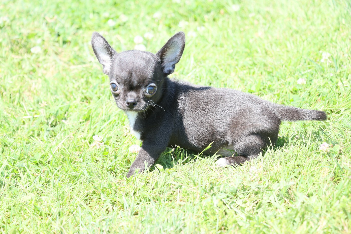 de la grande equinoxe - Chiots disponibles - Chihuahua