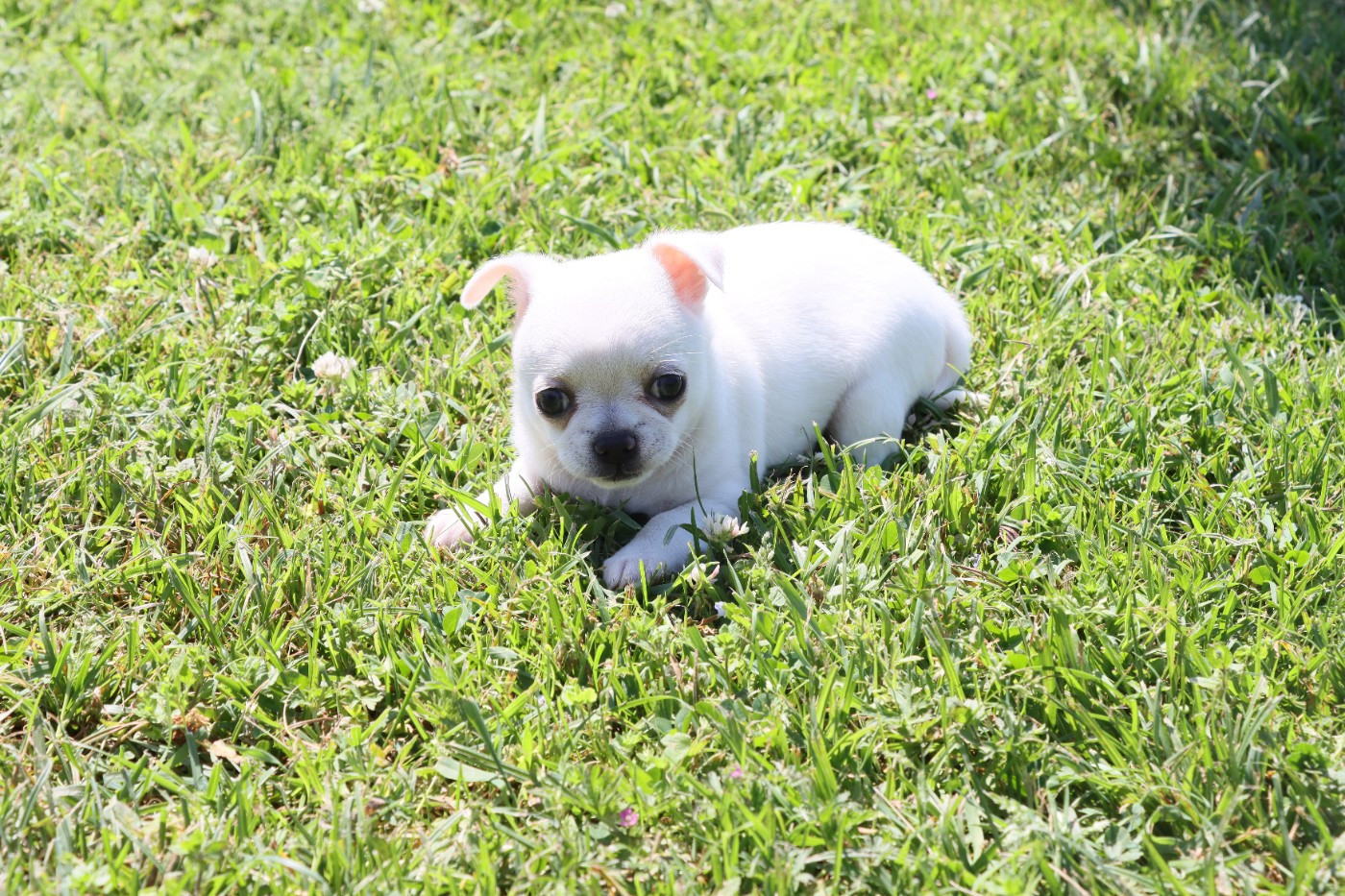 de la grande equinoxe - Chiots disponibles - Chihuahua
