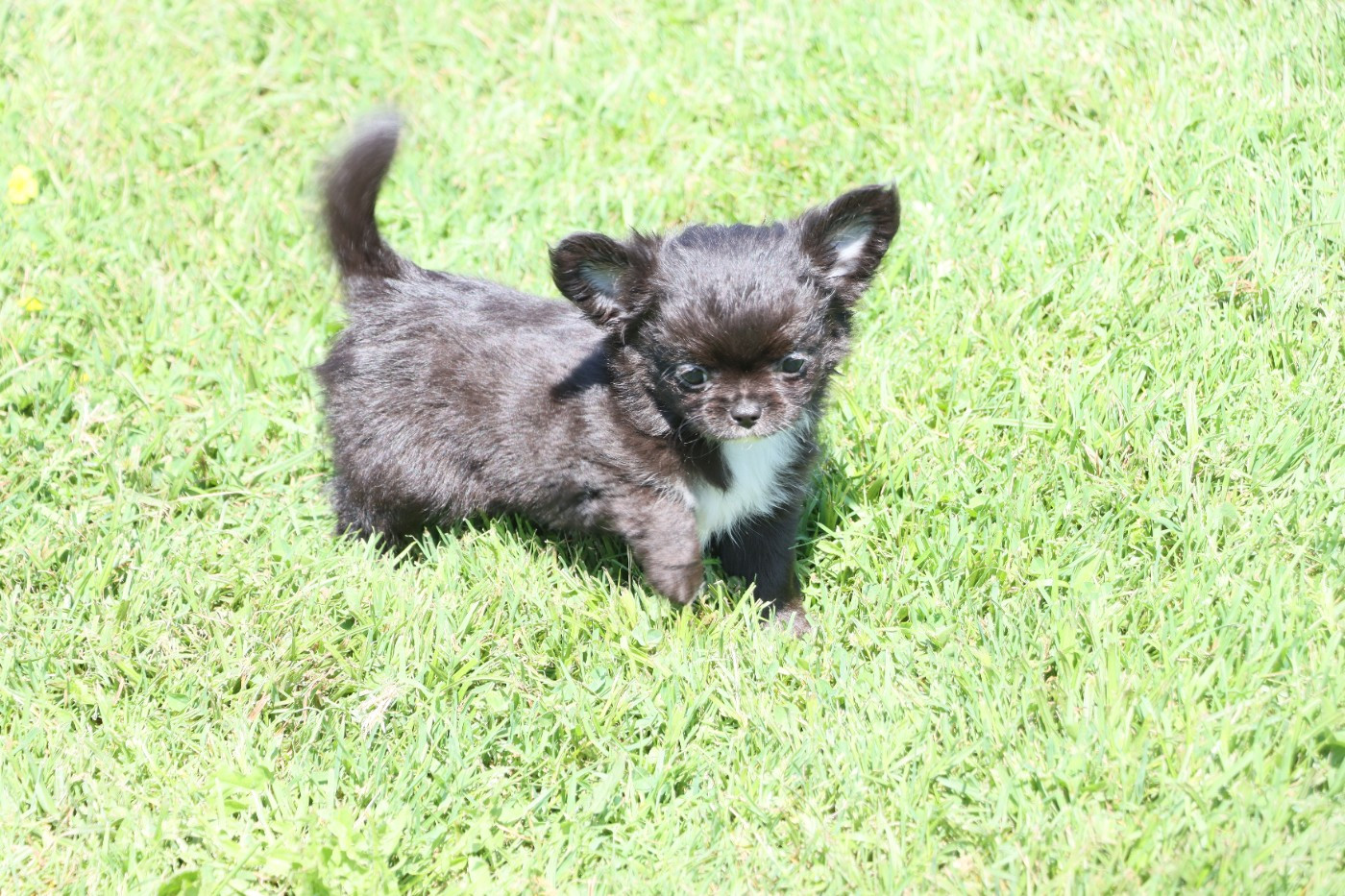 de la grande equinoxe - Chiots disponibles - Chihuahua