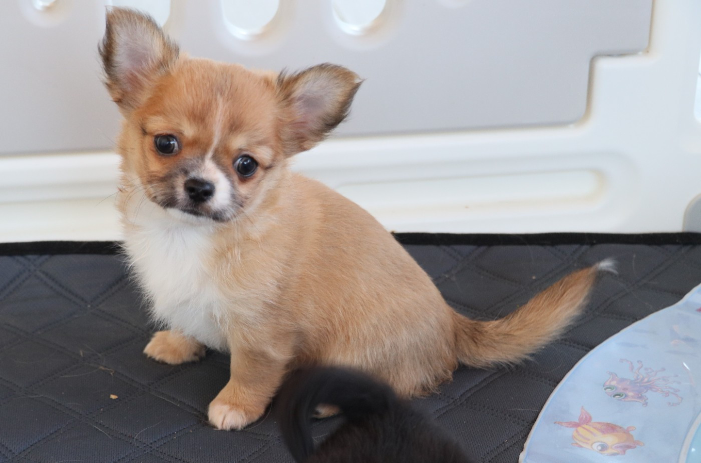 de la grande equinoxe - Chiots disponibles - Chihuahua