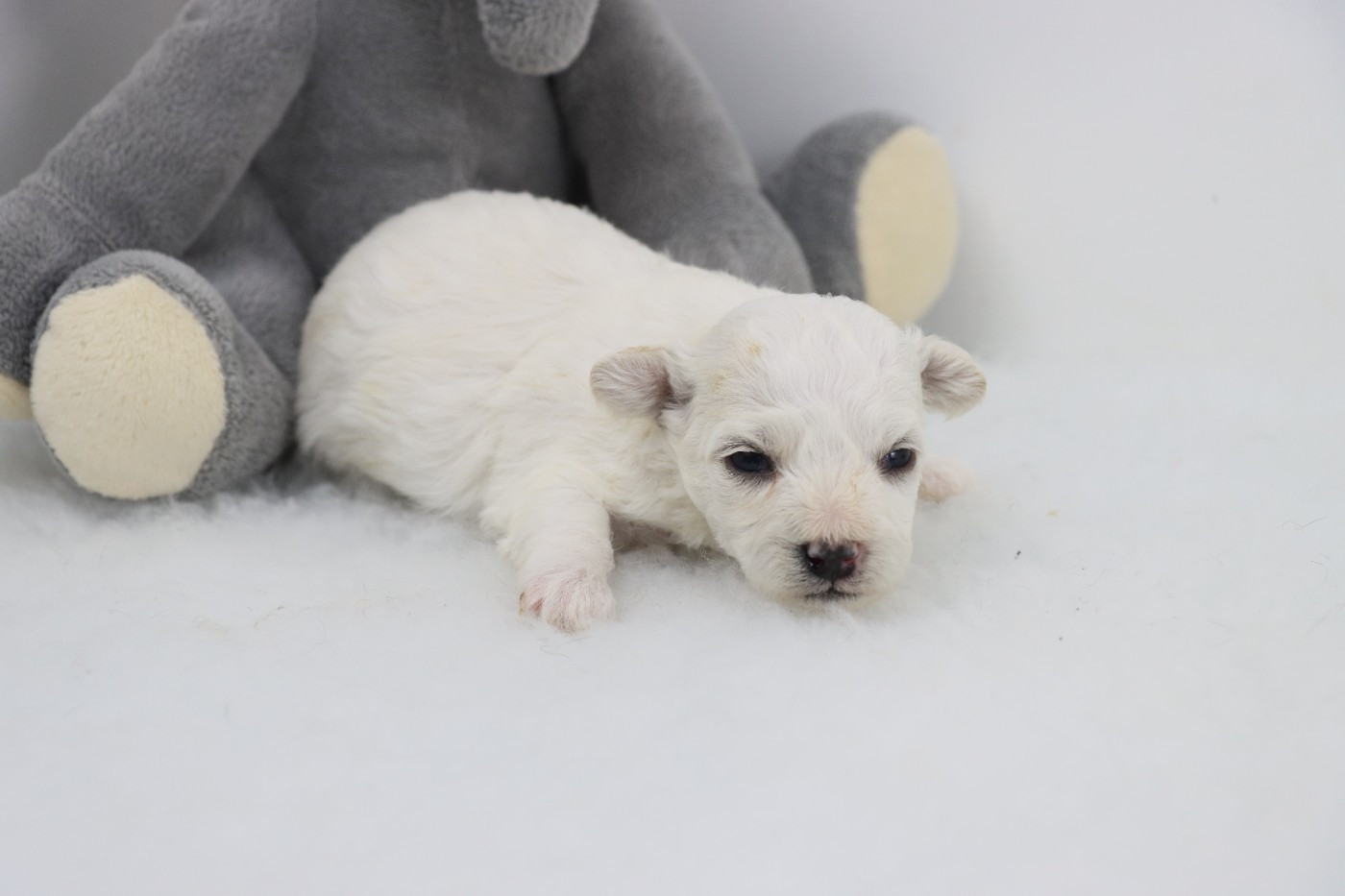 de la grande equinoxe - Chiots disponibles - Bichon Frise