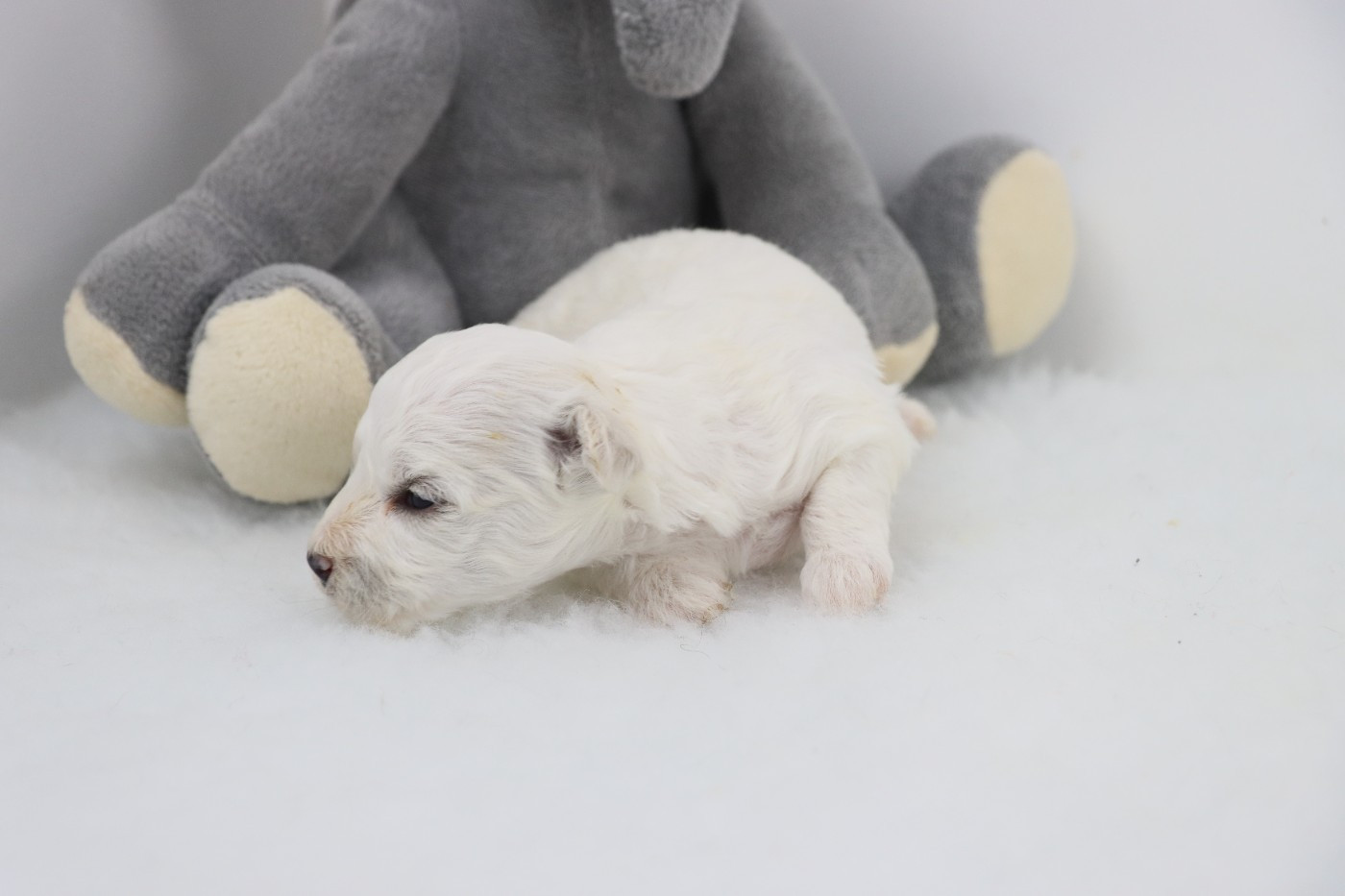 de la grande equinoxe - Chiots disponibles - Bichon Frise
