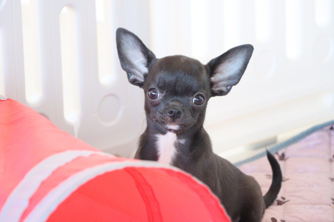 de la grande equinoxe - Chiots disponibles - Chihuahua