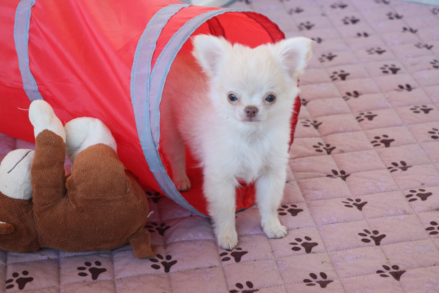 de la grande equinoxe - Chiots disponibles - Chihuahua