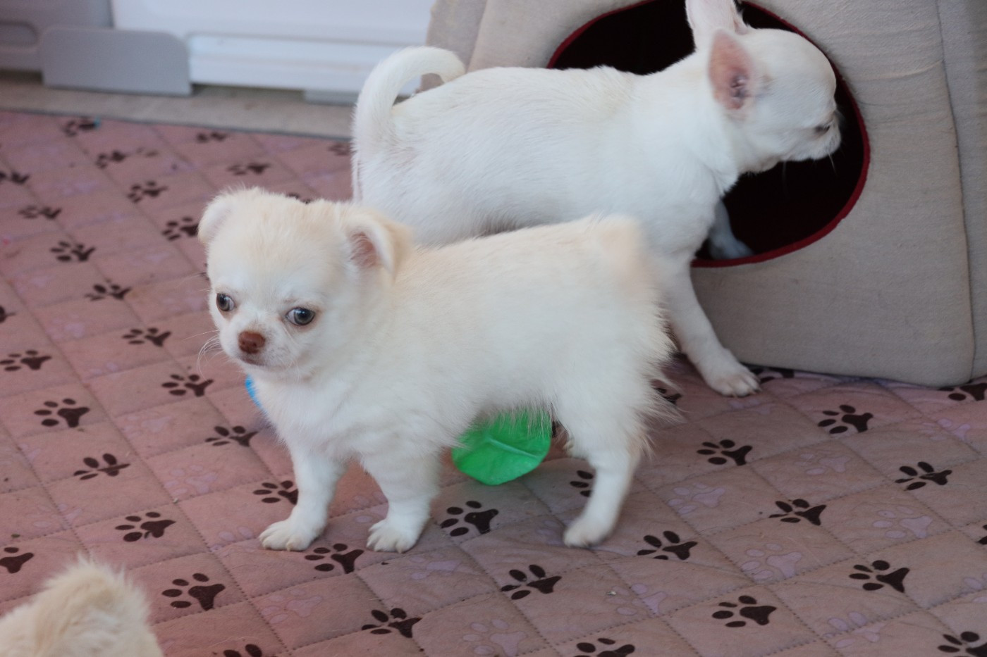 de la grande equinoxe - Chiots disponibles - Chihuahua