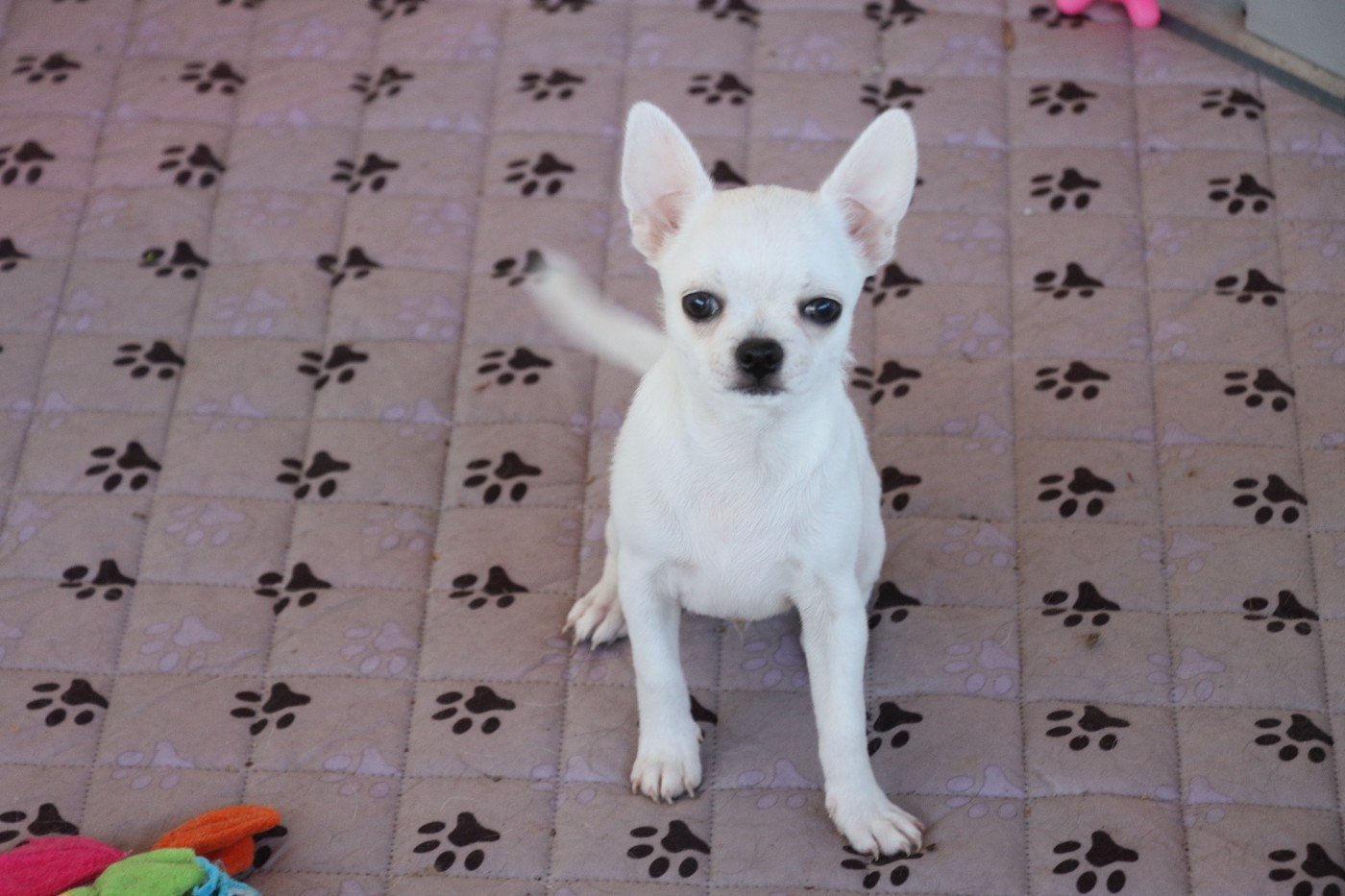 de la grande equinoxe - Chiots disponibles - Chihuahua