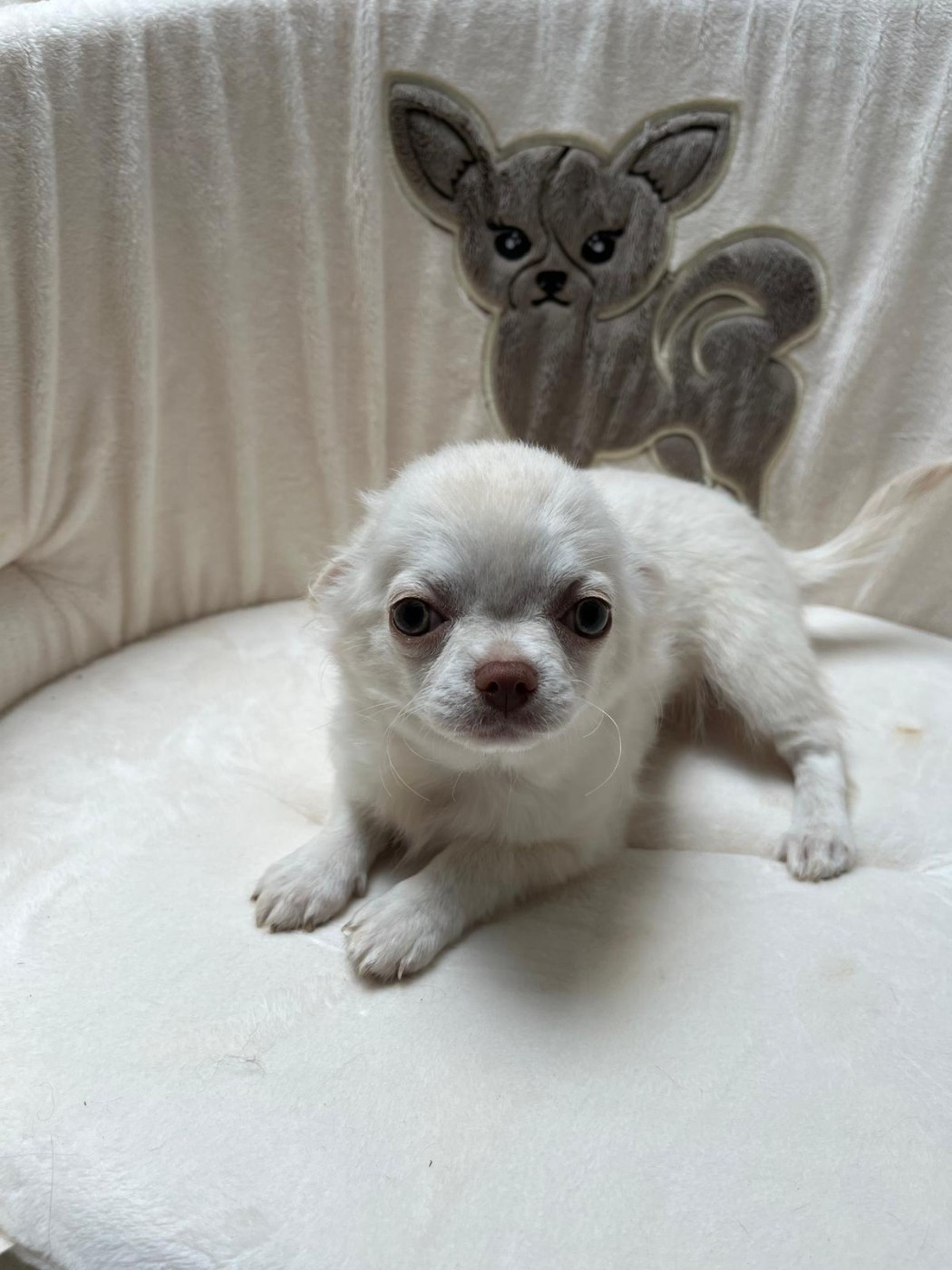 de la grande equinoxe - Chiots disponibles - Chihuahua