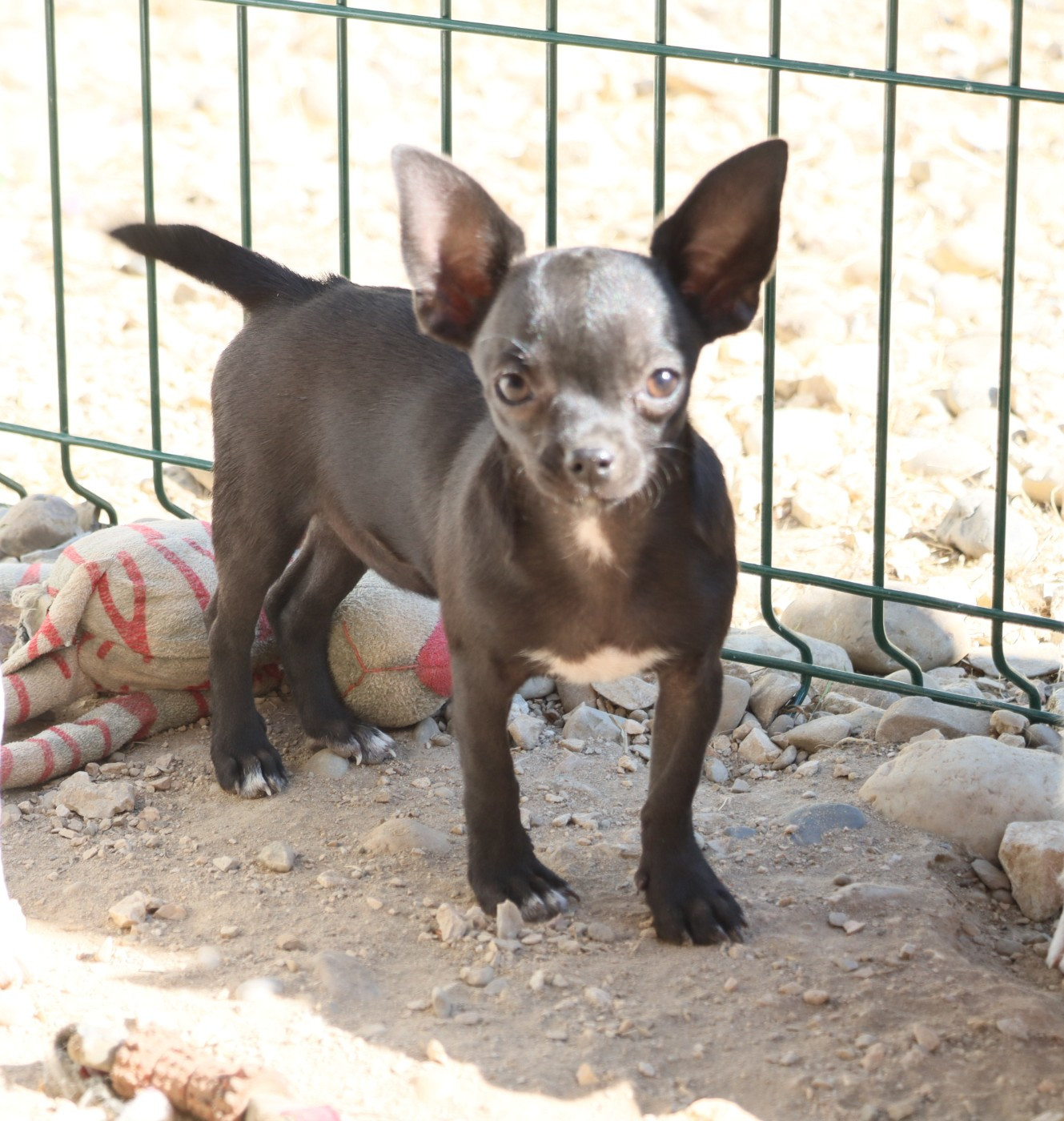 de la grande equinoxe - Chiots disponibles - Chihuahua