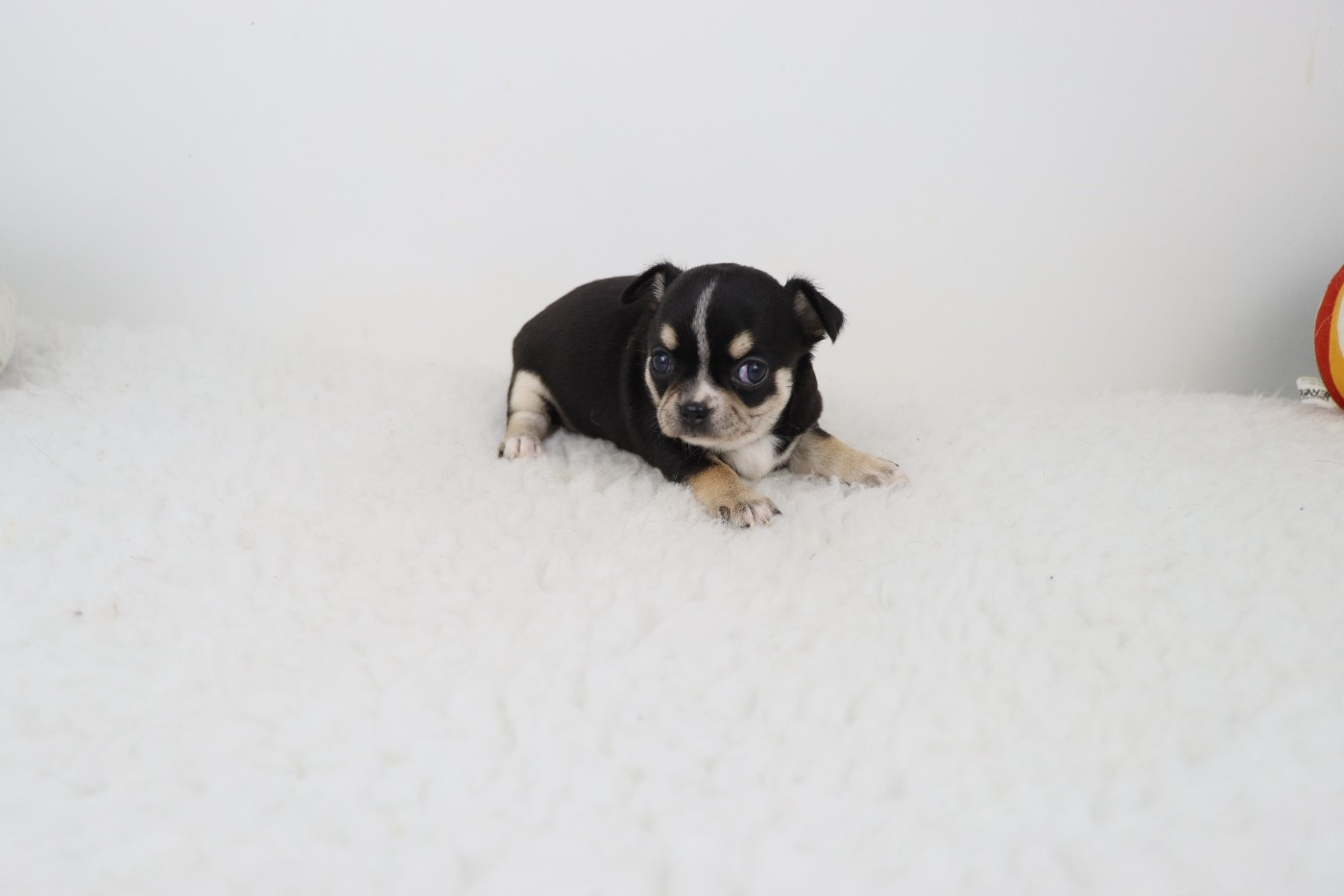 de la grande equinoxe - Chiots disponibles - Chihuahua