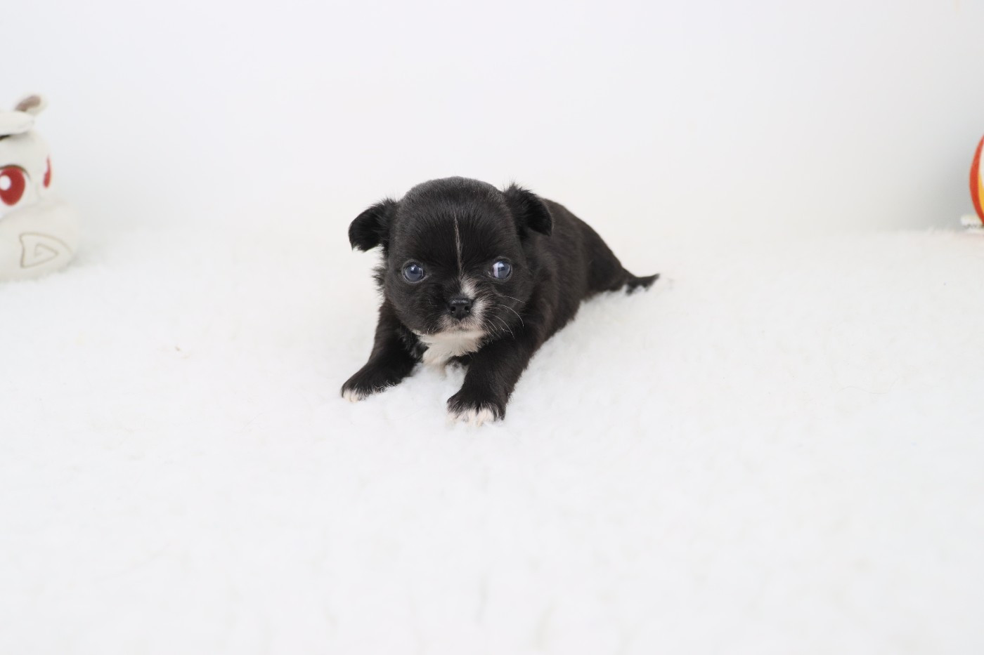 de la grande equinoxe - Chiots disponibles - Chihuahua