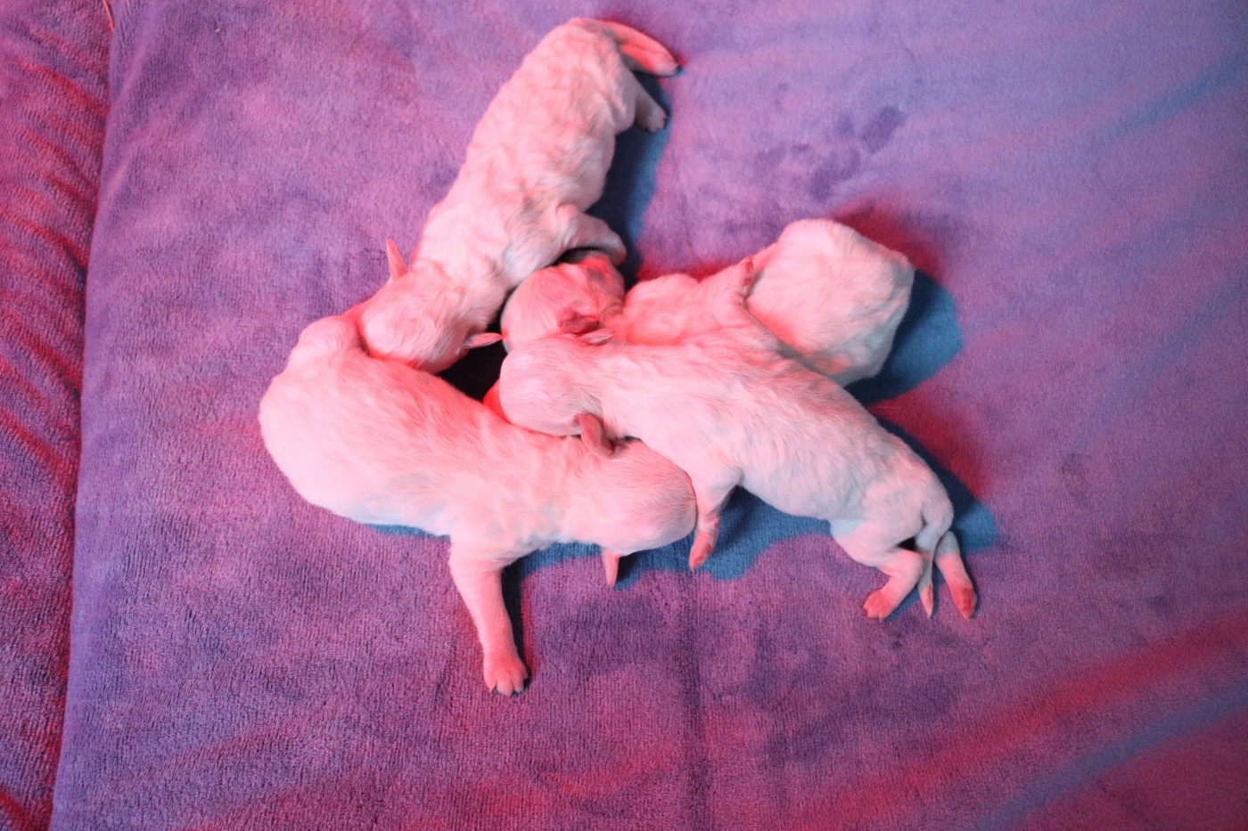 de la grande equinoxe - Chiots disponibles - Bichon Frise