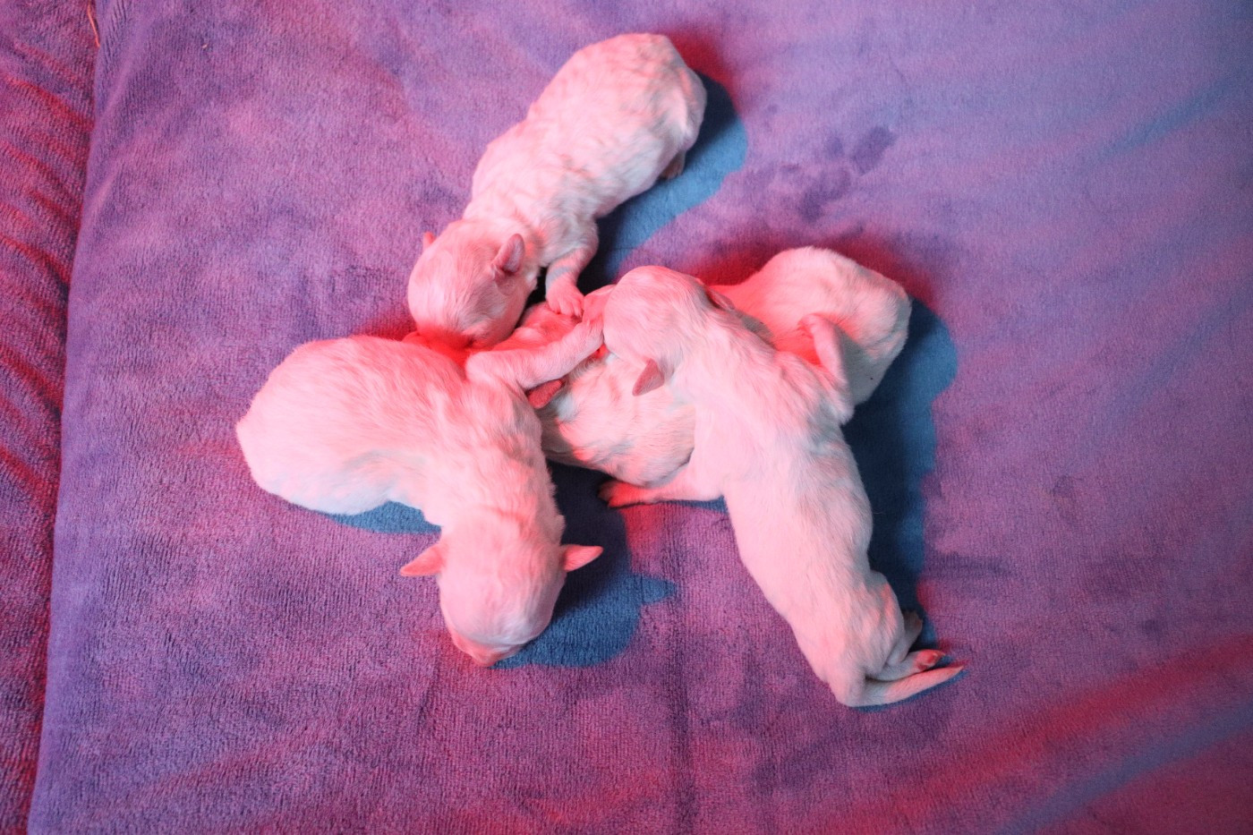de la grande equinoxe - Chiots disponibles - Bichon Frise