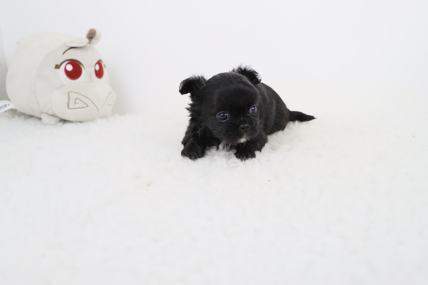 de la grande equinoxe - Chiots disponibles - Chihuahua