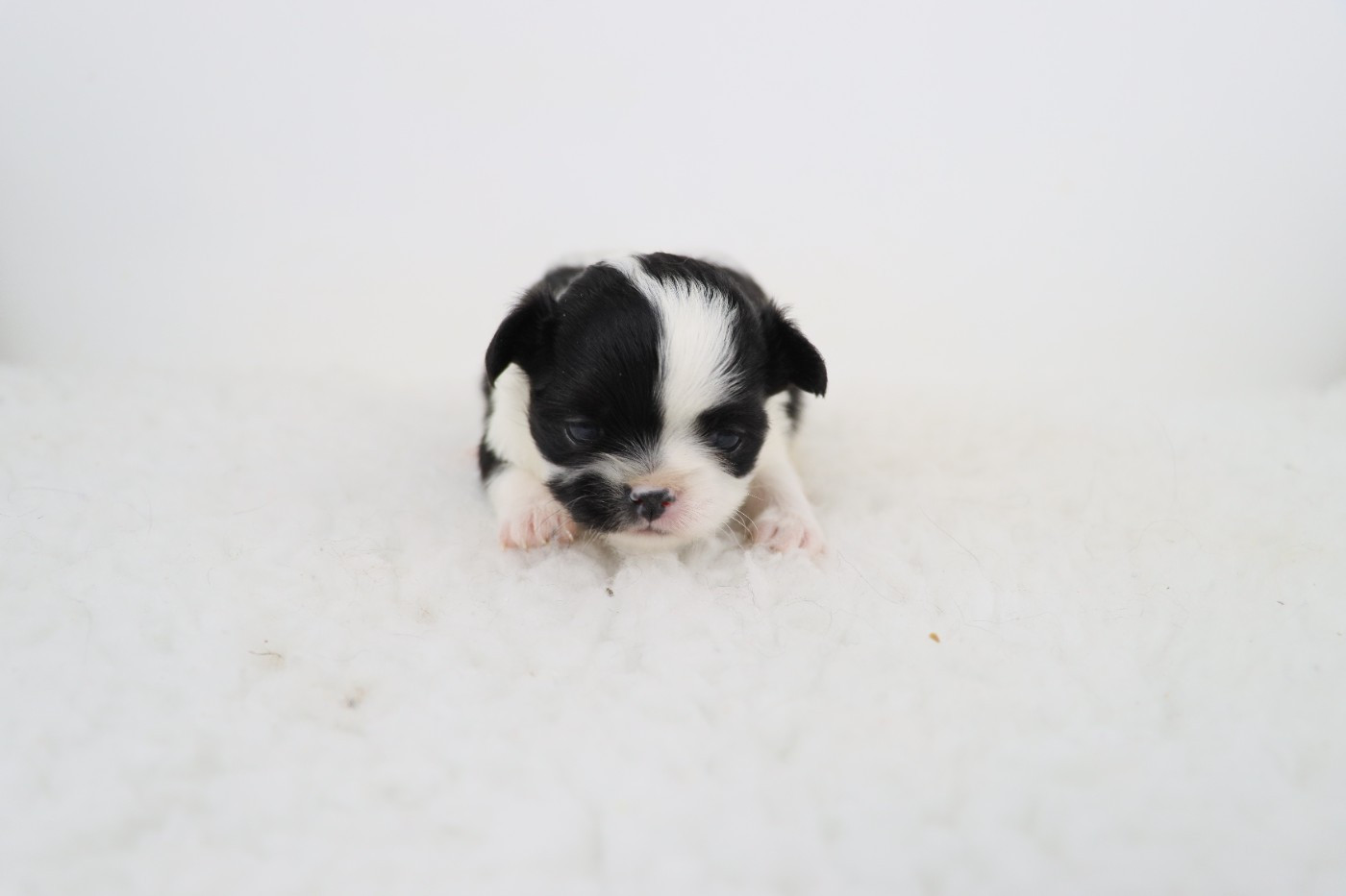 de la grande equinoxe - Chiots disponibles - Chihuahua