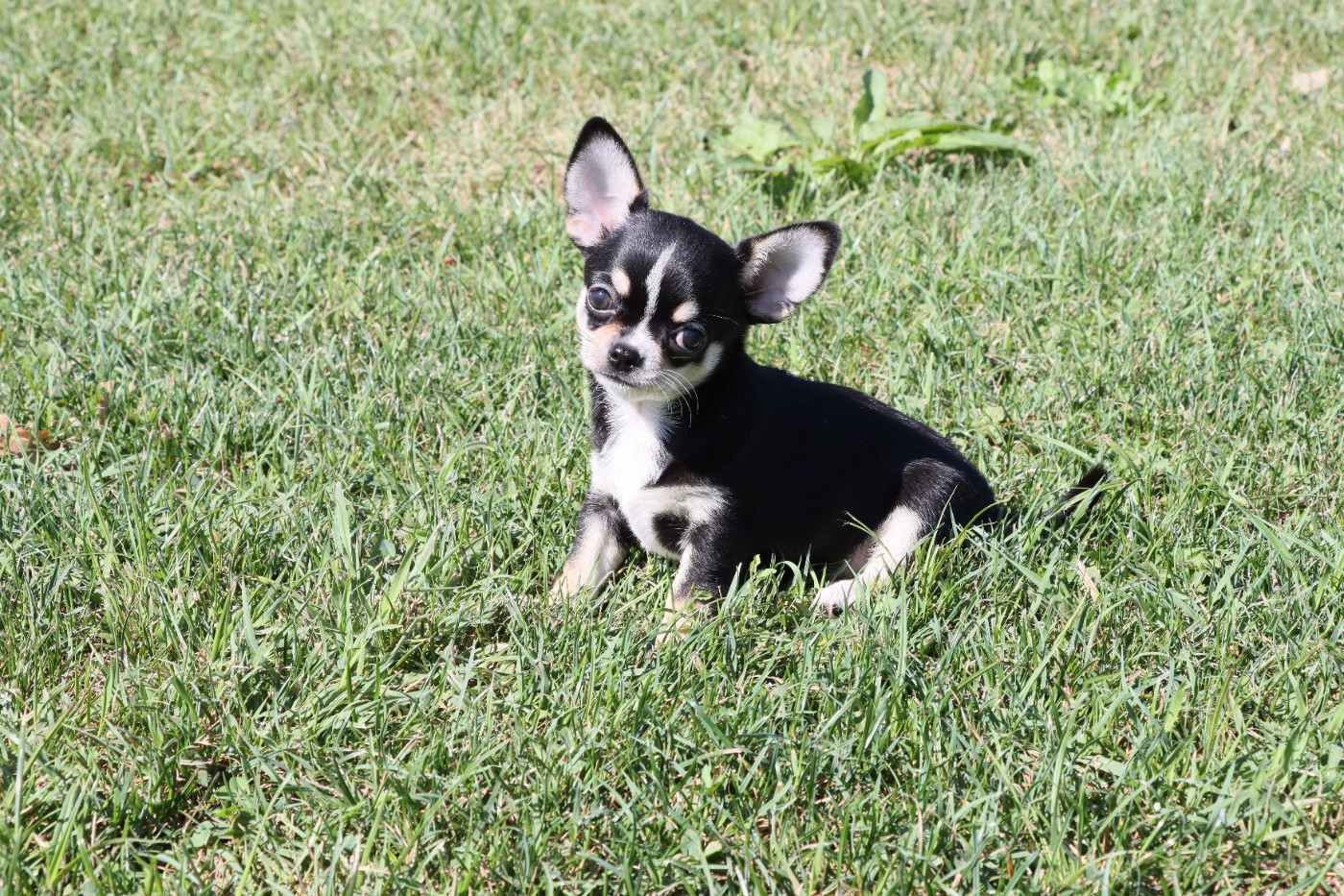 de la grande equinoxe - Chiots disponibles - Chihuahua