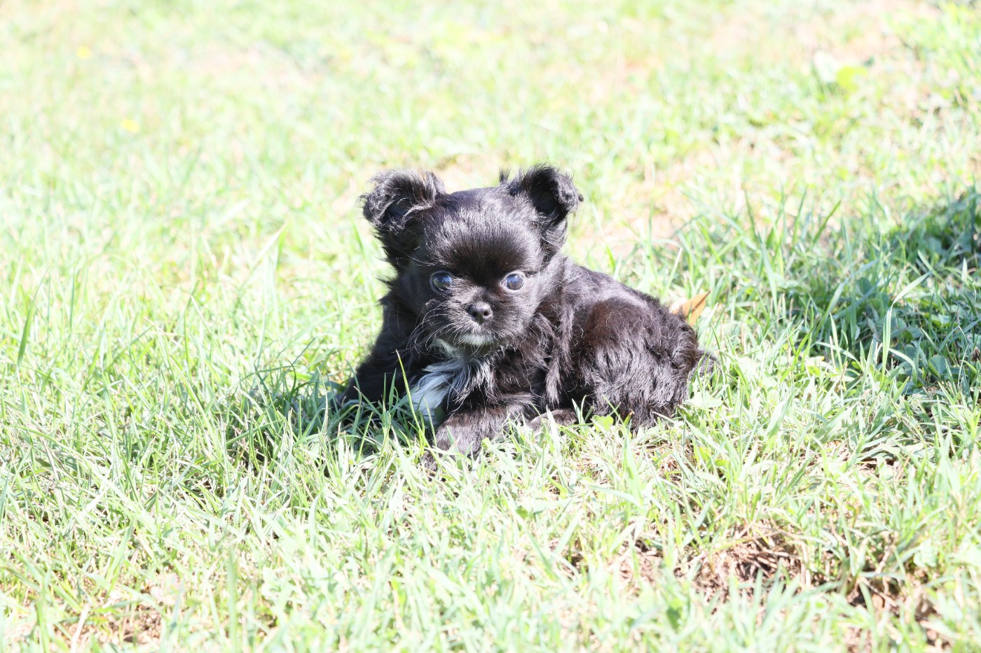 de la grande equinoxe - Chiots disponibles - Chihuahua