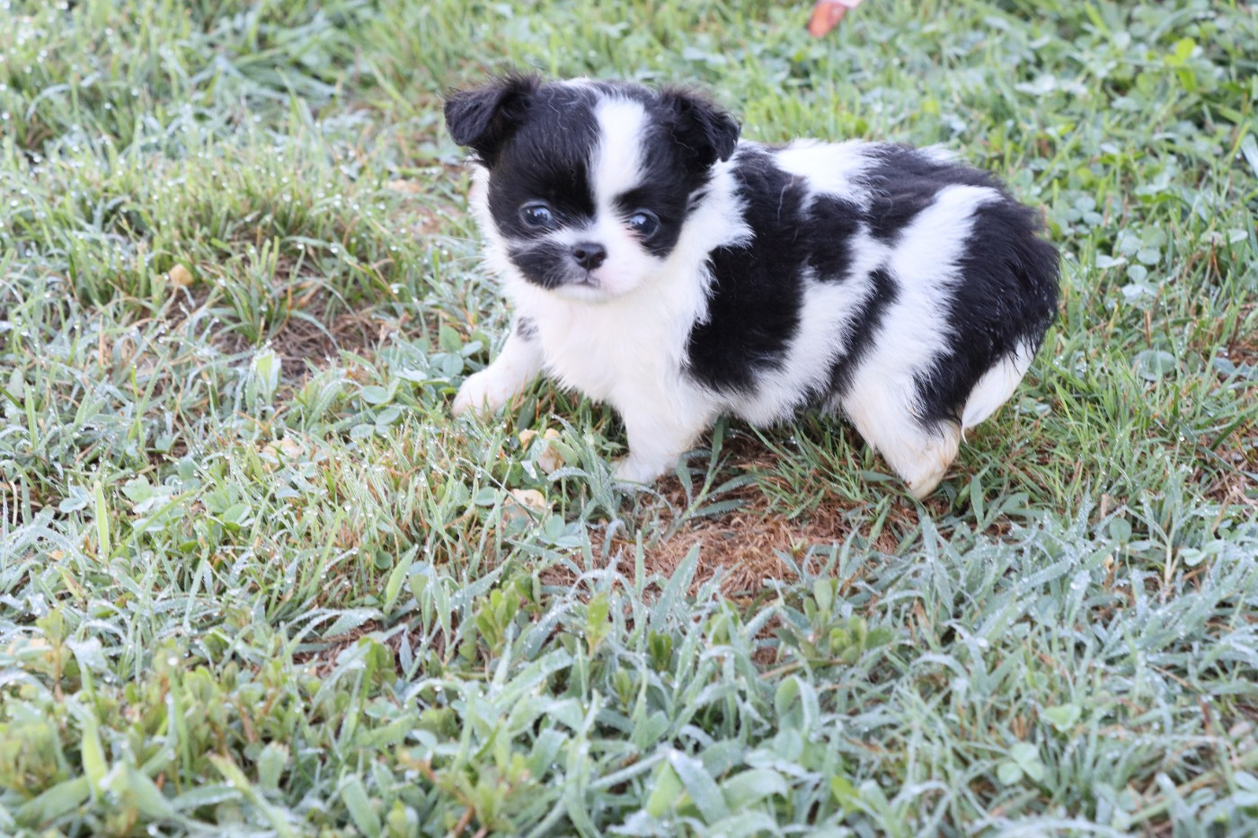 de la grande equinoxe - Chiots disponibles - Chihuahua