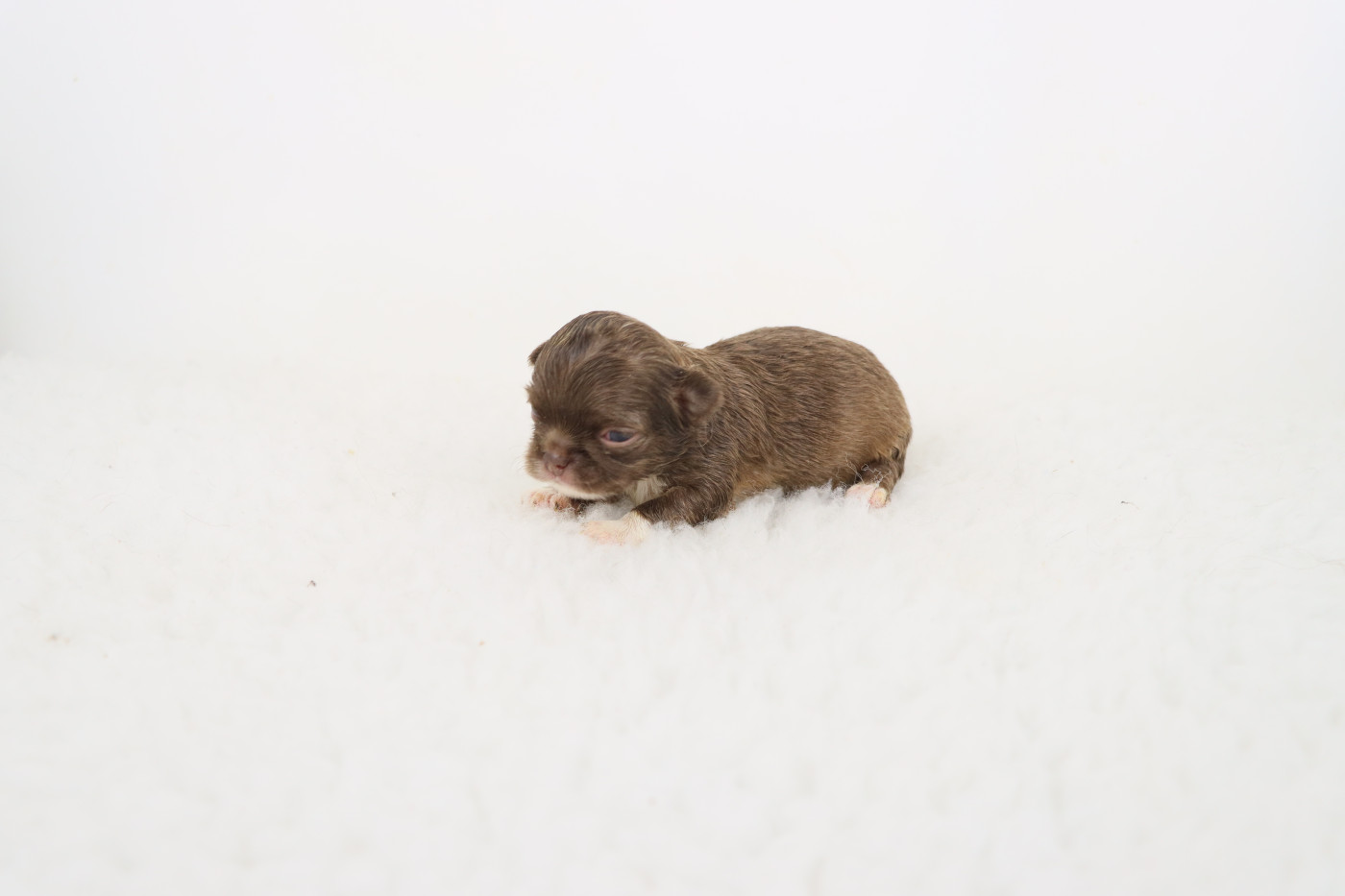 de la grande equinoxe - Chiots disponibles - Chihuahua