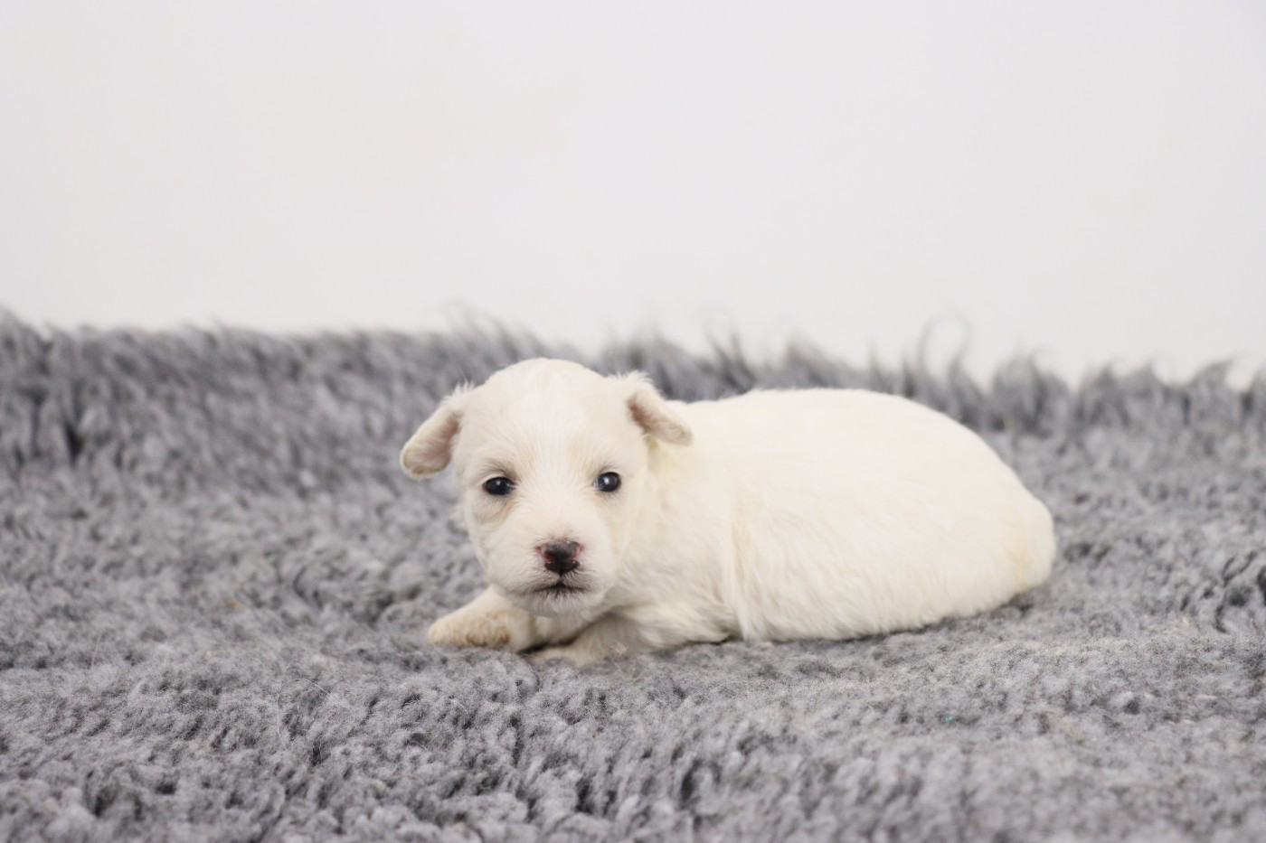 de la grande equinoxe - Chiots disponibles - Bichon Frise