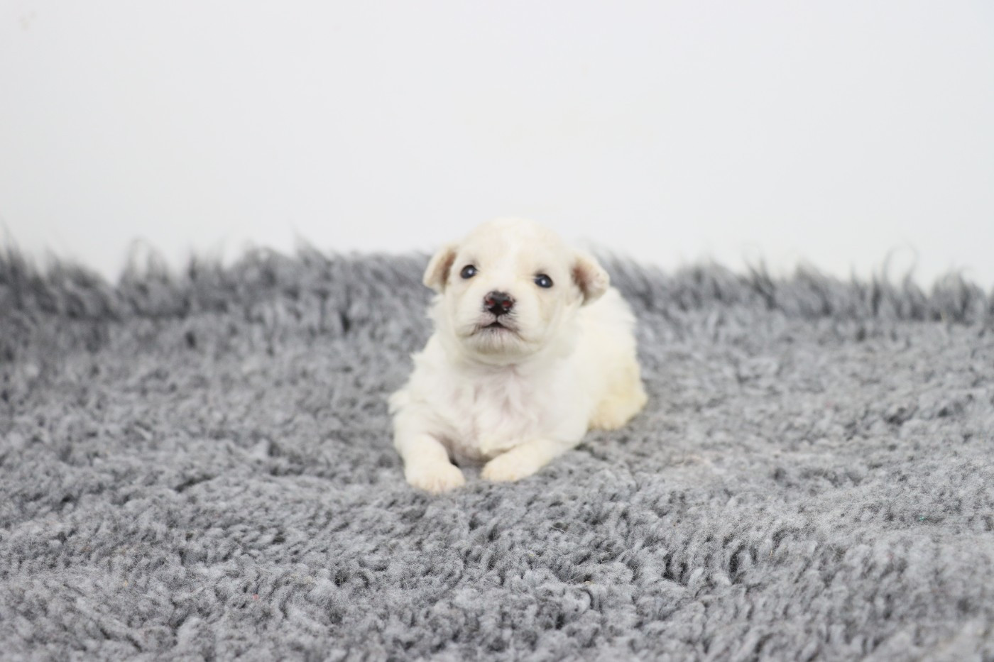 de la grande equinoxe - Chiots disponibles - Bichon Frise