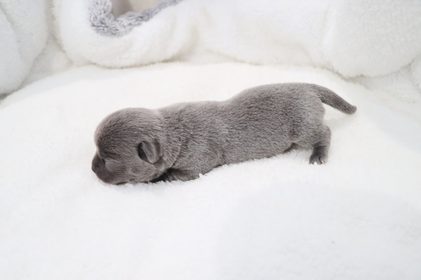 de la grande equinoxe - Chiots disponibles - Chihuahua