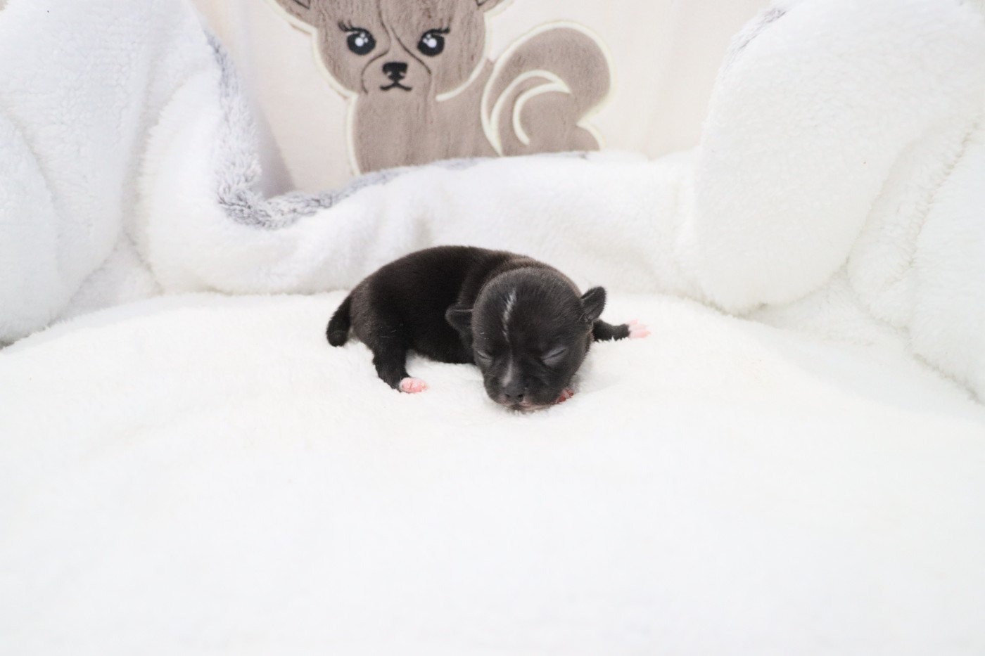 de la grande equinoxe - Chiots disponibles - Chihuahua