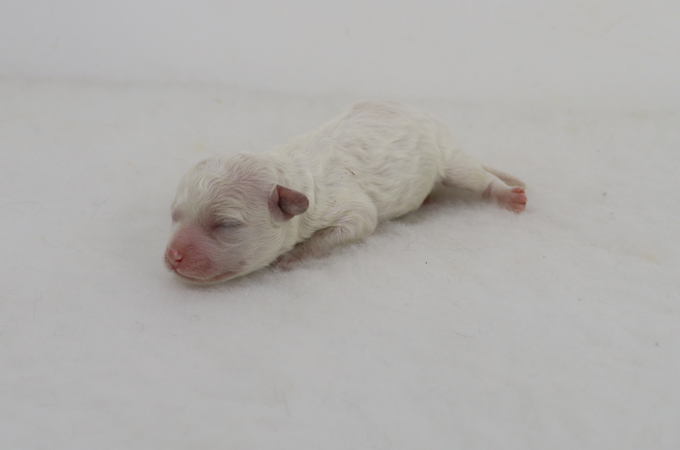 de la grande equinoxe - Chiots disponibles - Bichon Frise