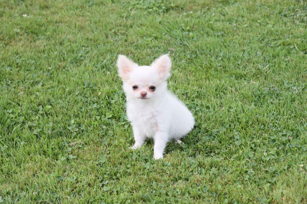 de la grande equinoxe - Chiots disponibles - Chihuahua