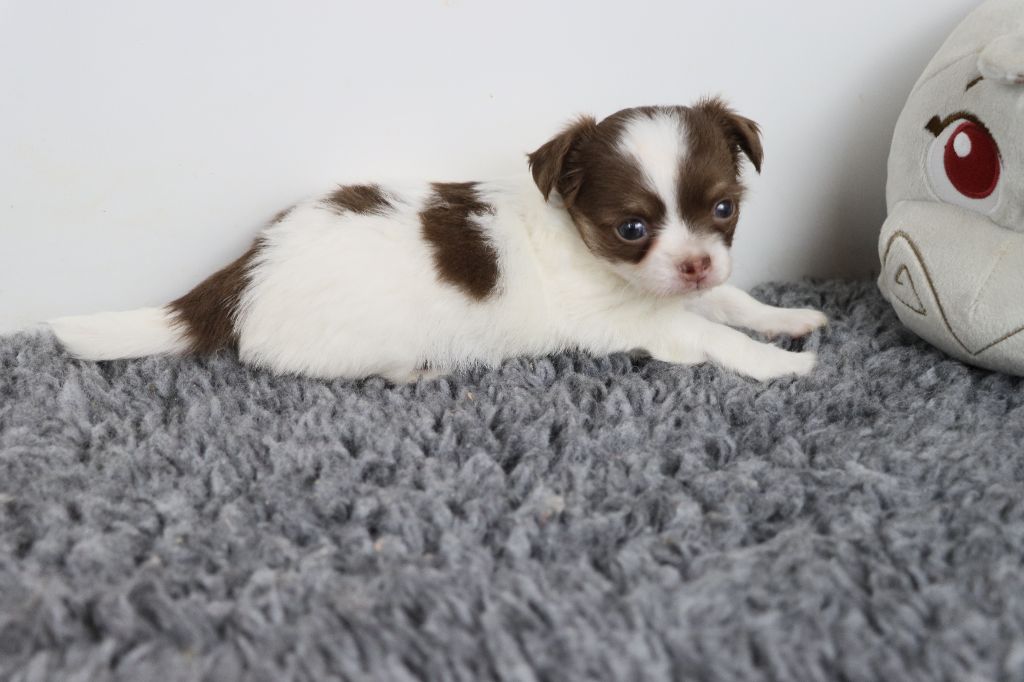 de la grande equinoxe - Chiots disponibles - Chihuahua