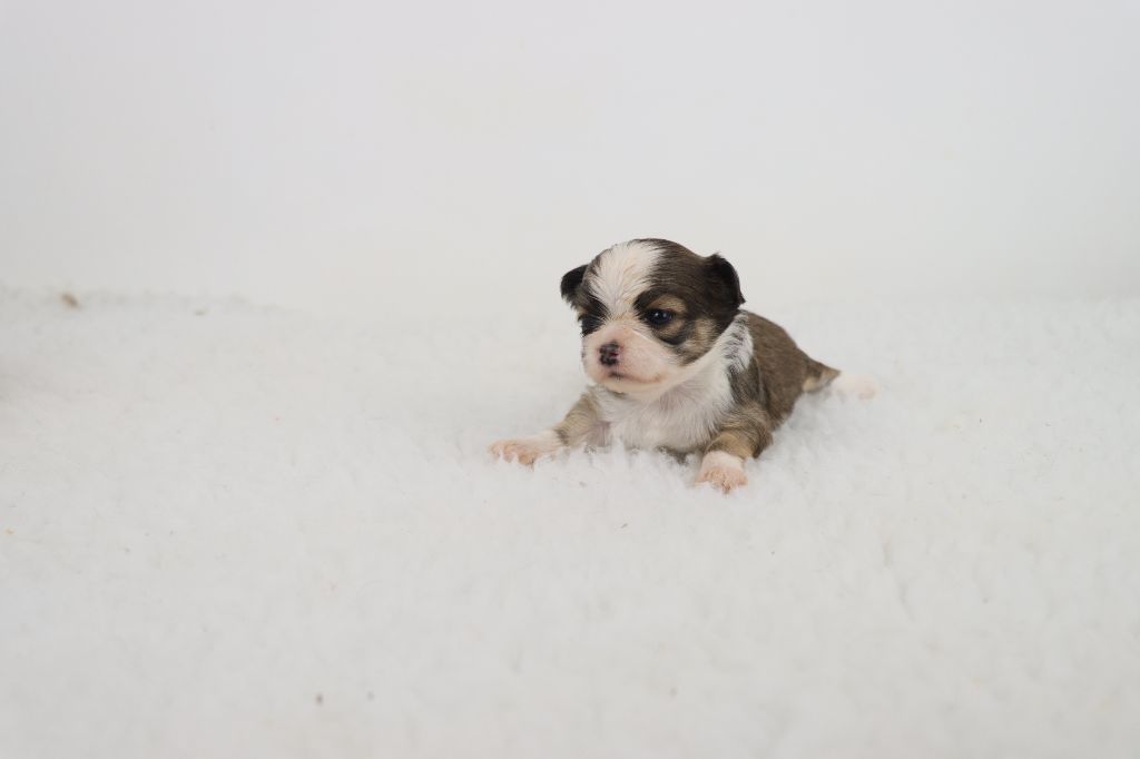 de la grande equinoxe - Chiots disponibles - Chihuahua