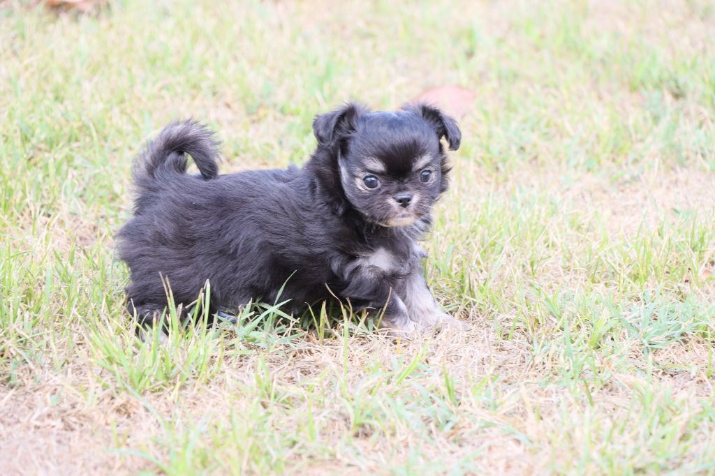 de la grande equinoxe - Chiots disponibles - Chihuahua