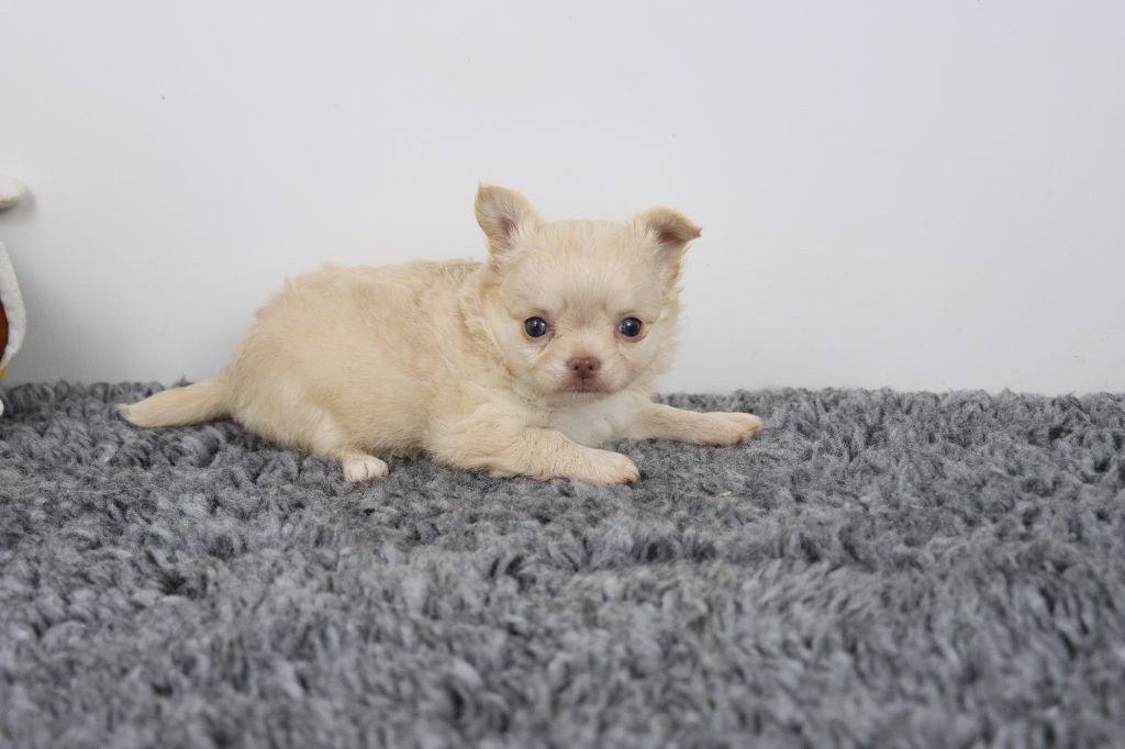 de la grande equinoxe - Chiots disponibles - Chihuahua