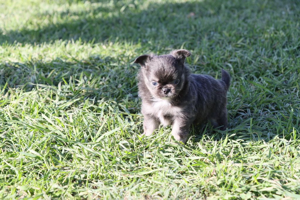 de la grande equinoxe - Chiots disponibles - Chihuahua
