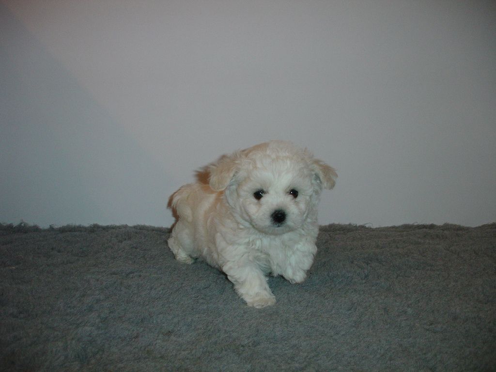 de la grande equinoxe - Chiots disponibles - Bichon Frise