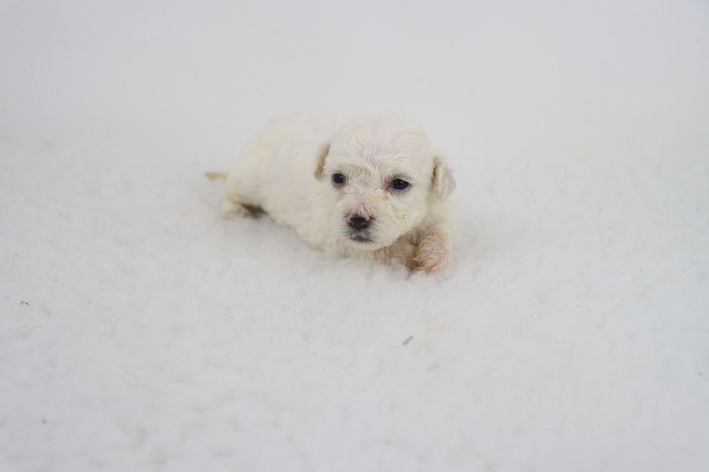 de la grande equinoxe - Chiots disponibles - Bichon Frise