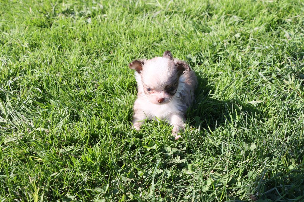 de la grande equinoxe - Chiots disponibles - Chihuahua