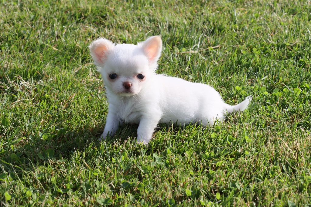de la grande equinoxe - Chiots disponibles - Chihuahua