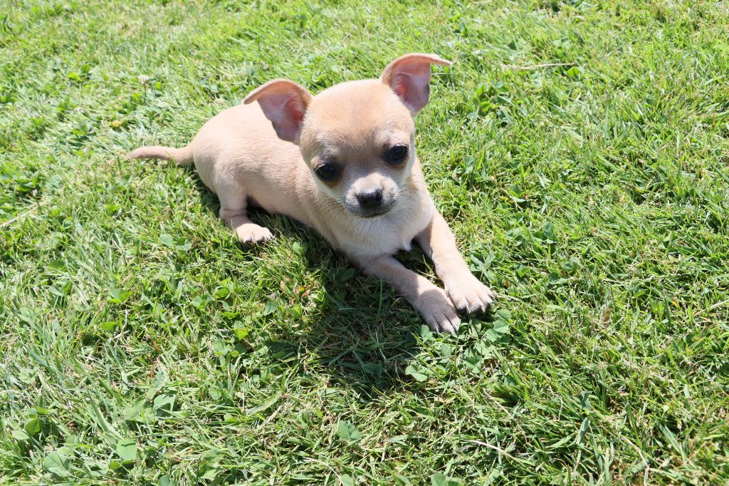 de la grande equinoxe - Chiots disponibles - Chihuahua