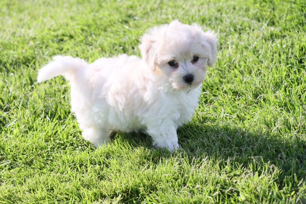 de la grande equinoxe - Chiots disponibles - Bichon Frise