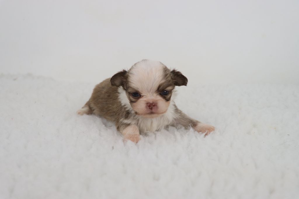 de la grande equinoxe - Chiots disponibles - Chihuahua