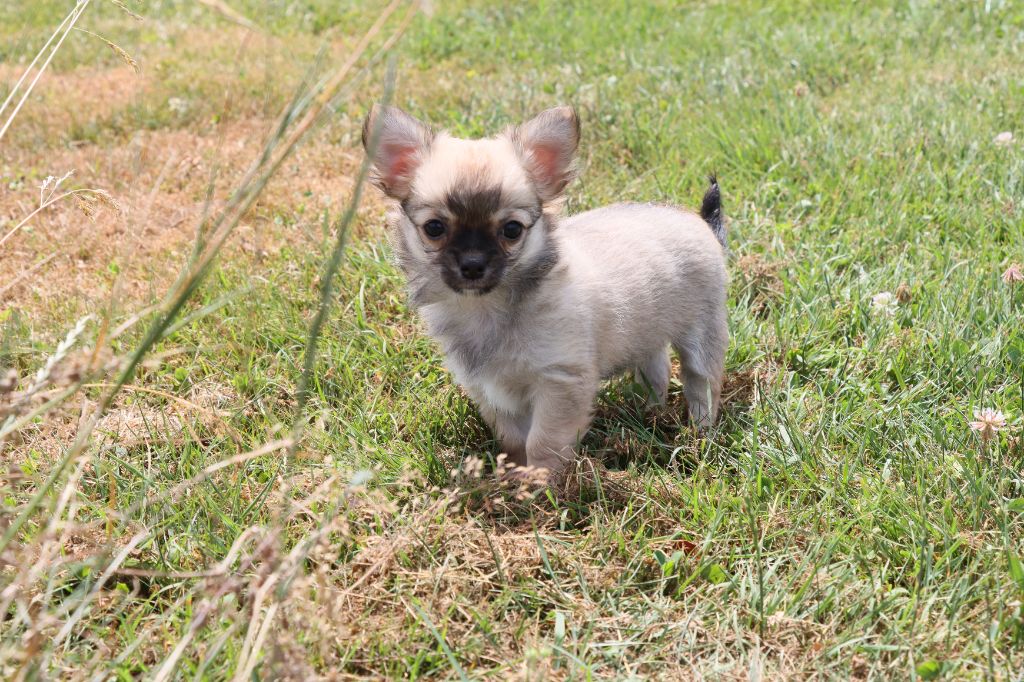 de la grande equinoxe - Chiots disponibles - Chihuahua