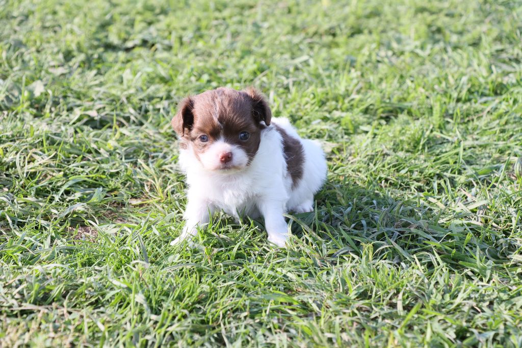 de la grande equinoxe - Chiots disponibles - Chihuahua