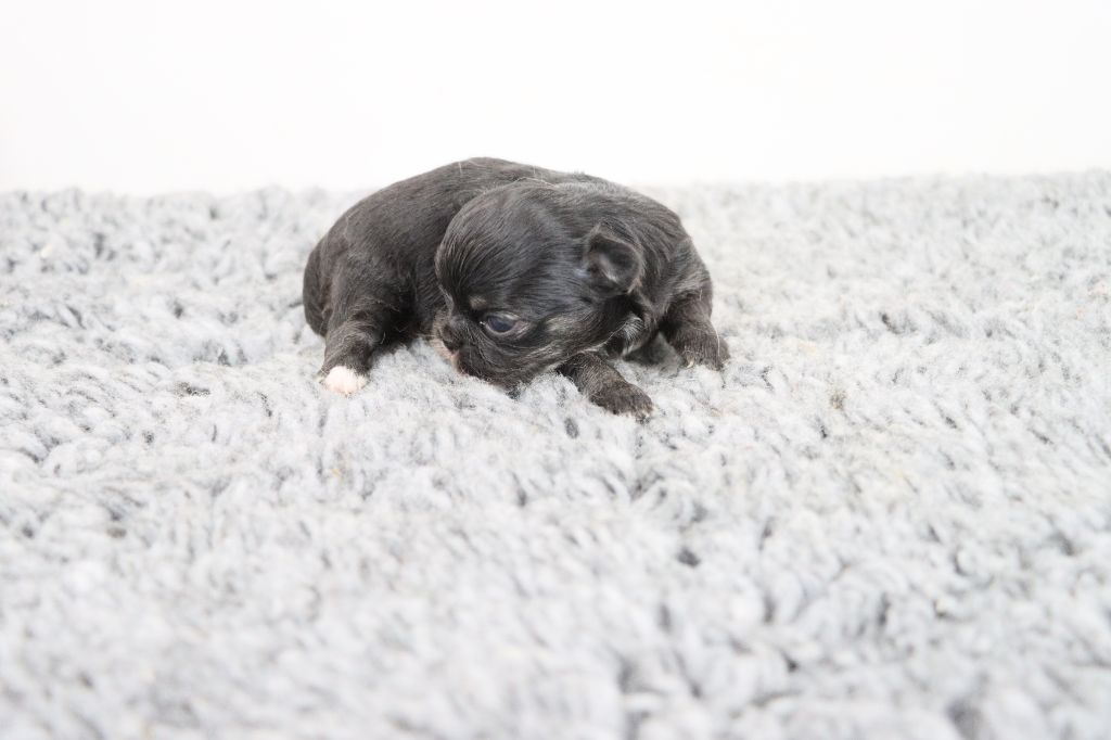 de la grande equinoxe - Chiots disponibles - Chihuahua