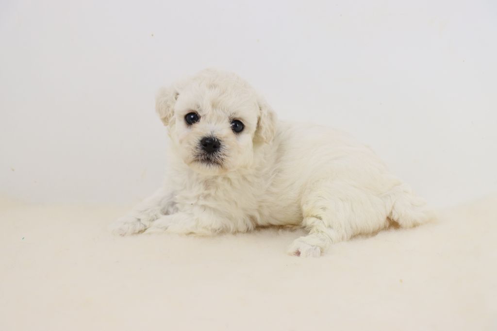 de la grande equinoxe - Chiots disponibles - Bichon Frise