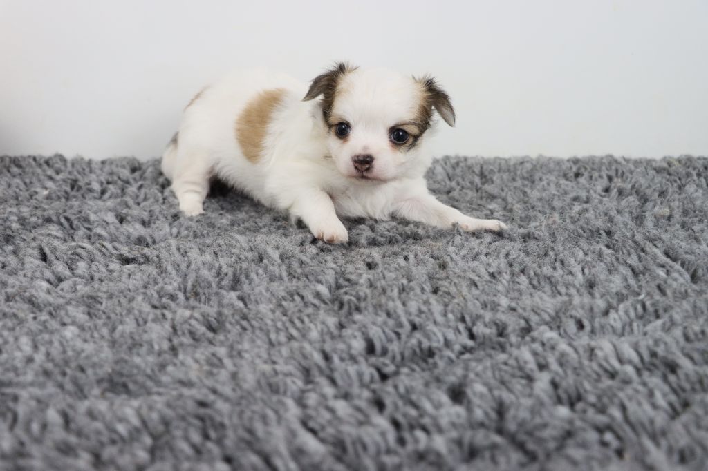 de la grande equinoxe - Chiots disponibles - Chihuahua