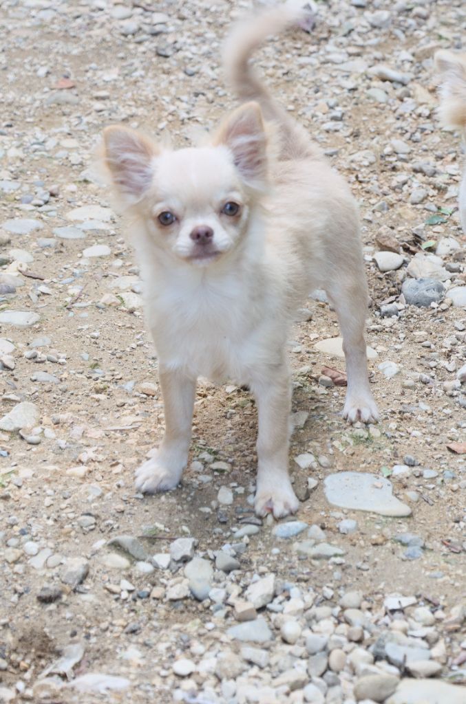 de la grande equinoxe - Chiots disponibles - Chihuahua
