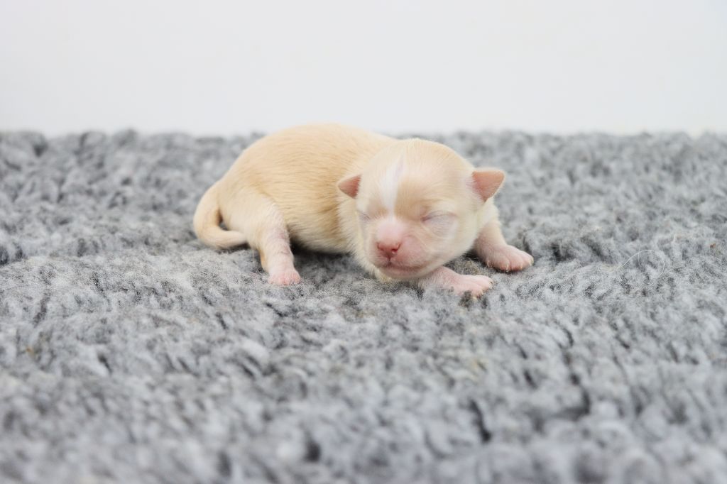 de la grande equinoxe - Chiots disponibles - Chihuahua